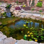 Backyard Koi Pond Construction Guide for Beginners and Enthusiasts